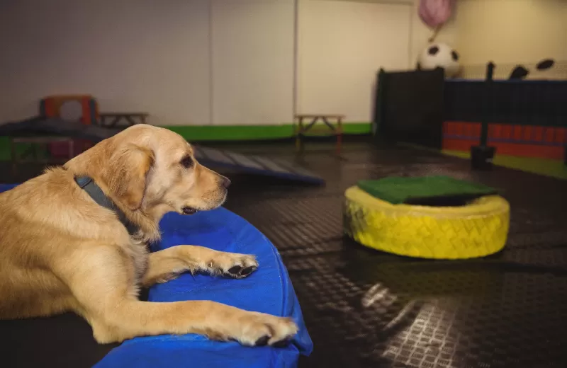 Férias escolares aquecem mercado pet e impulsionam procura por hotéis para pets, creches e serviços especializados