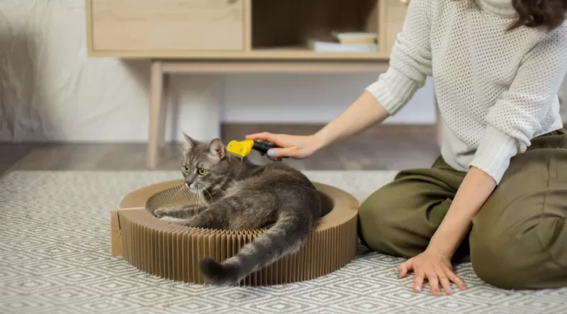 Pet sitter: como funciona o serviço de cuidado para animais em casa