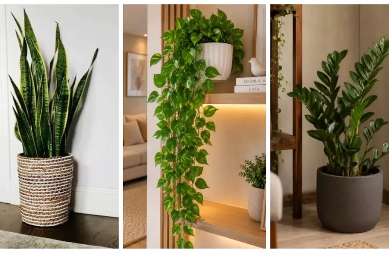 Arquitetura viva: 5 espécies perfeitas para cultivar dentro de casa na região Norte