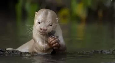 Golfinhos, flamingos e lontras: veja imagens do prêmio internacional de fotografia da natureza