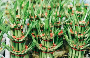 Plantas para ter em casa e atrair prosperidade, proteção e abundância; veja lista
