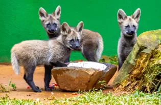 Zoológico de São Paulo apresenta trio de filhotes de lobo-guará e reforça conservação da espécie