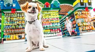 Mercado pet cresce com foco em tecnologia e prevenção
