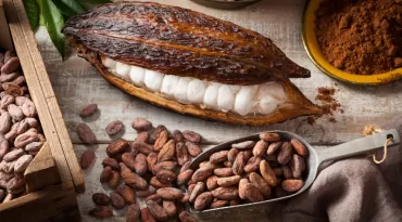 Do Campo à Barra: Como o Pará lidera a revolução do cacau fino e do chocolate de origem na Amazônia
