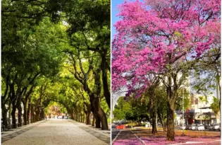 Entre ipês e mangueiras: árvores que se tornam símbolos das cidades brasileiras