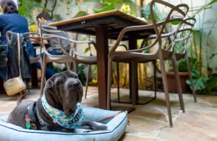 Pet friendly: entenda o que torna um estabelecimento realmente preparado para receber animais