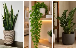 Arquitetura viva: 5 espécies perfeitas para cultivar dentro de casa na região Norte